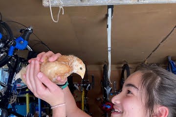 Girl and Chicken 3